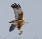 Marsh Harrier in flight.