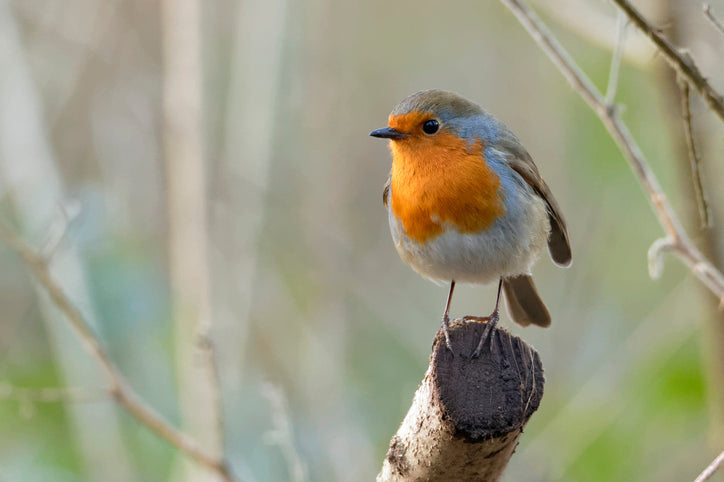 How to Support Birds in Your Garden