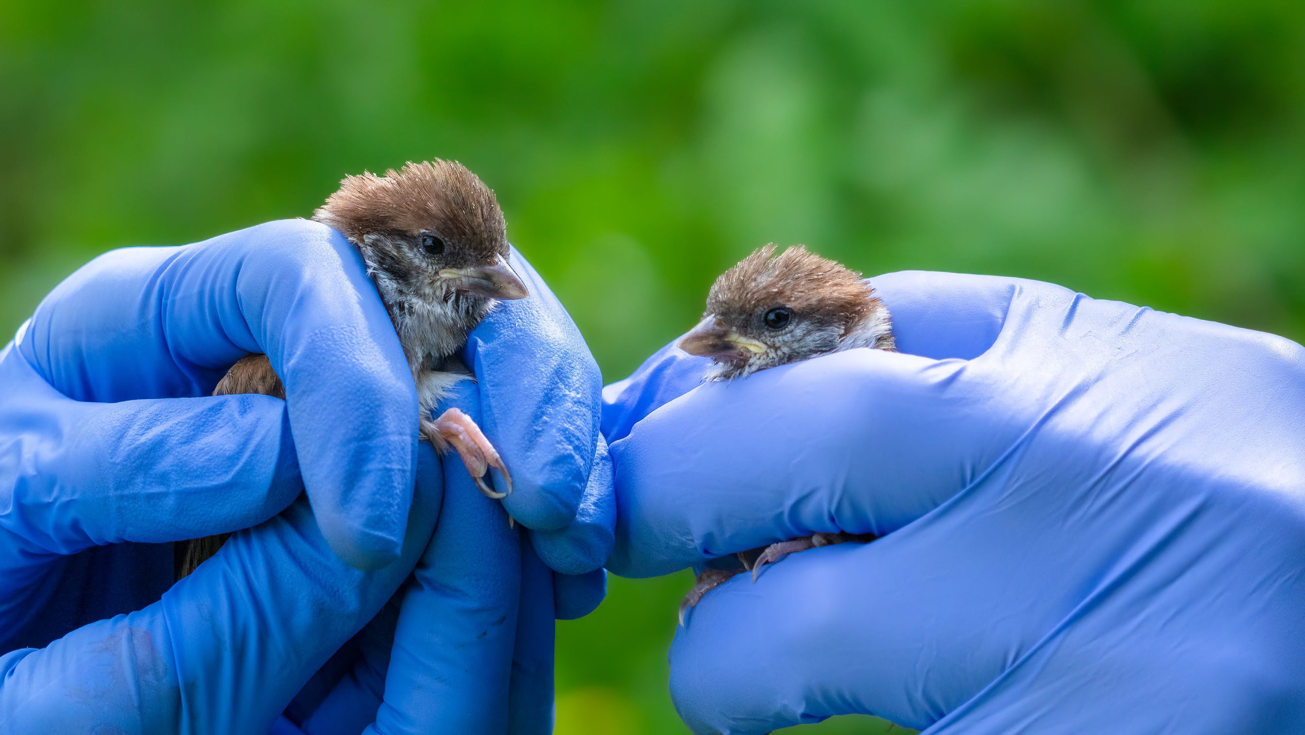 I’ve Found an Injured Bird