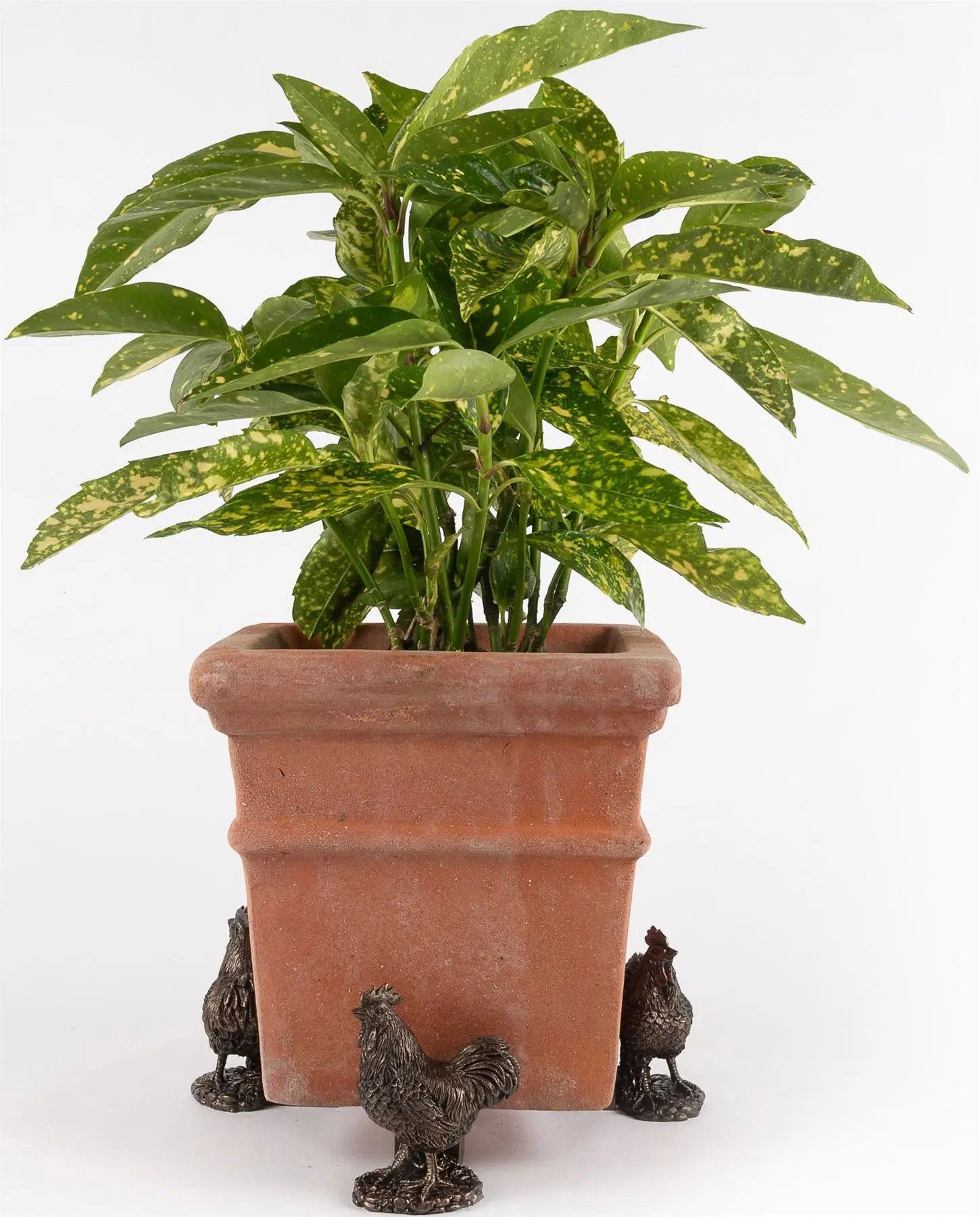 Chicken Plant Pot Feet