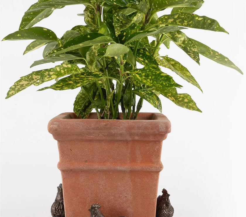 Chicken Plant Pot Feet
