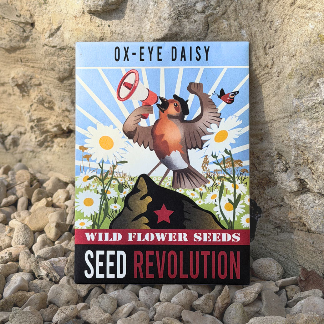 Ox-Eye Daisy Wildflower Seeds