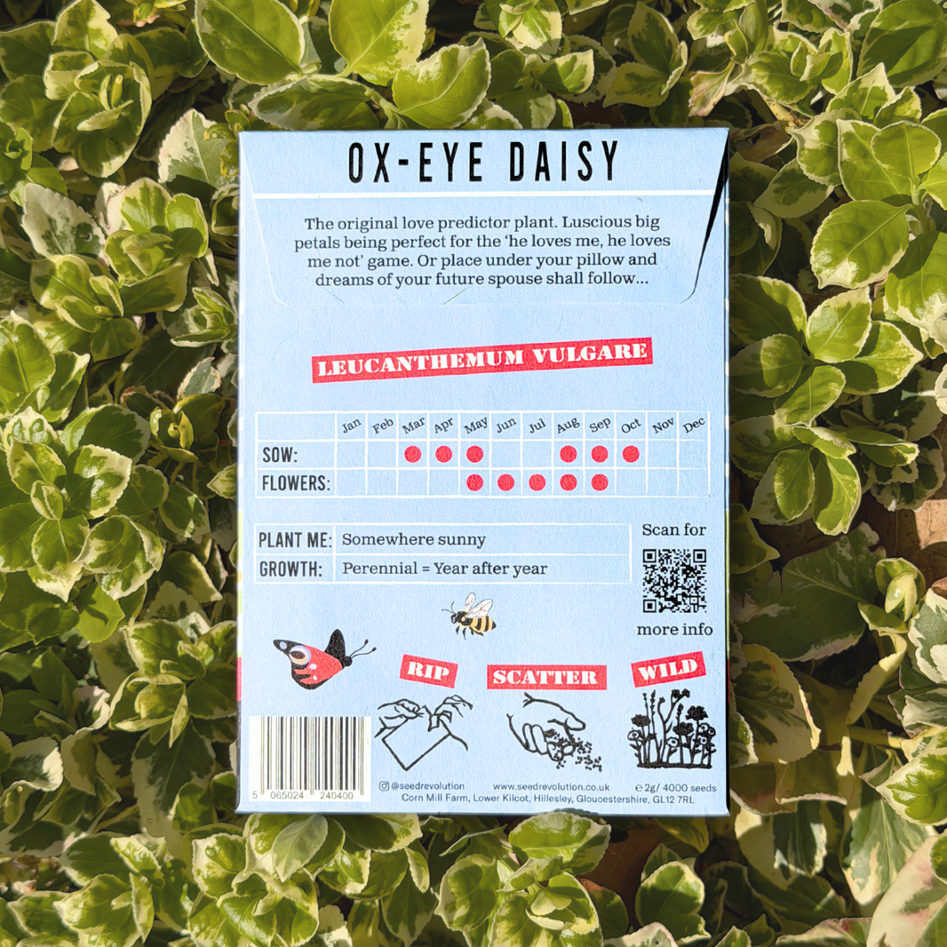 Ox-Eye Daisy Wildflower Seeds