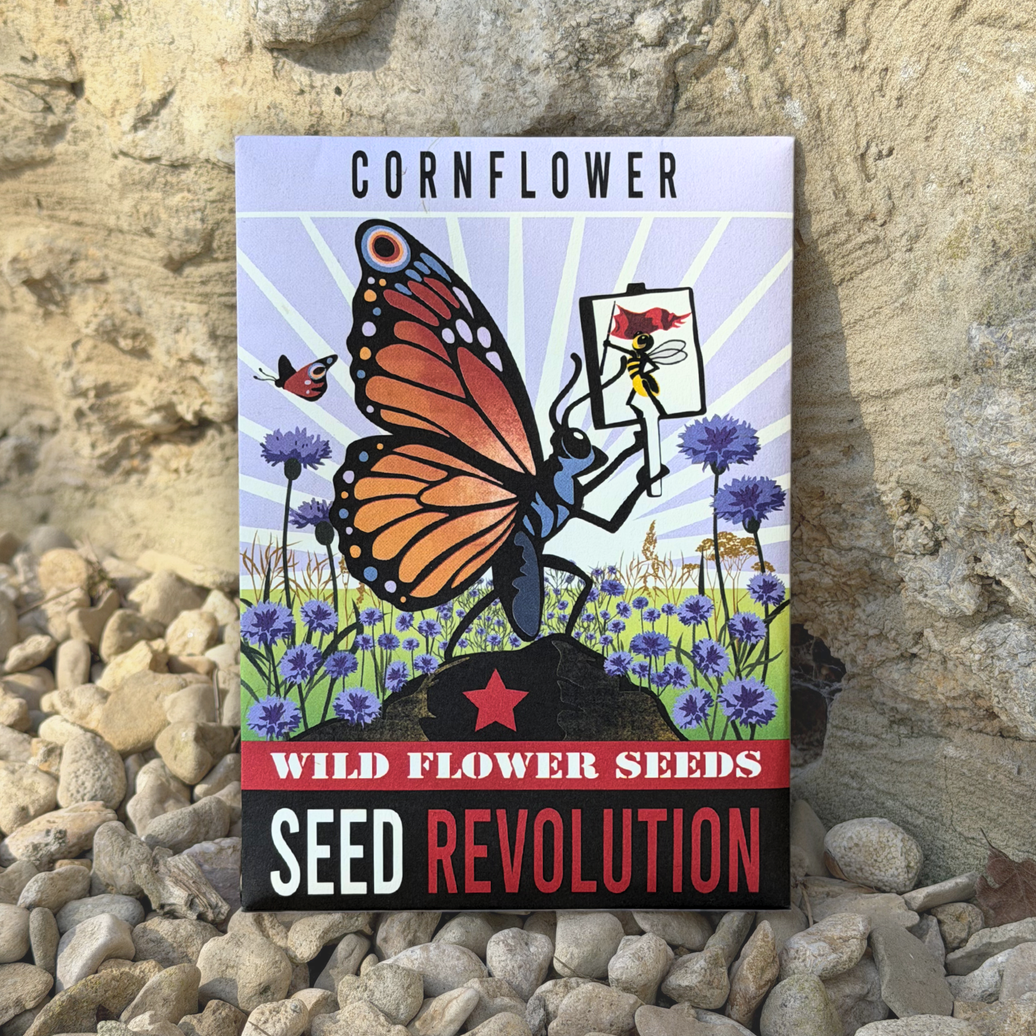 Cornflower Wild Flower Seeds