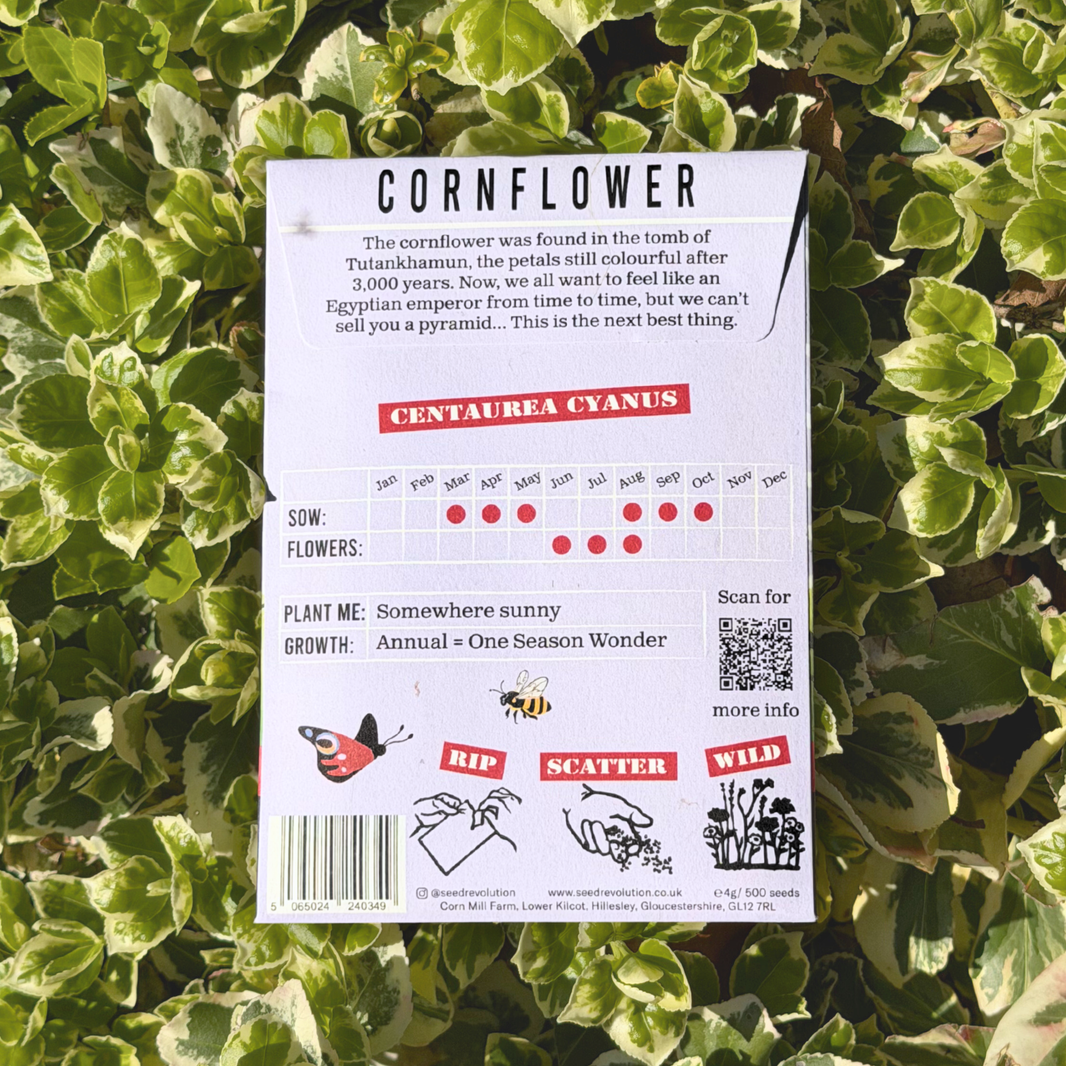 Cornflower Wild Flower Seeds