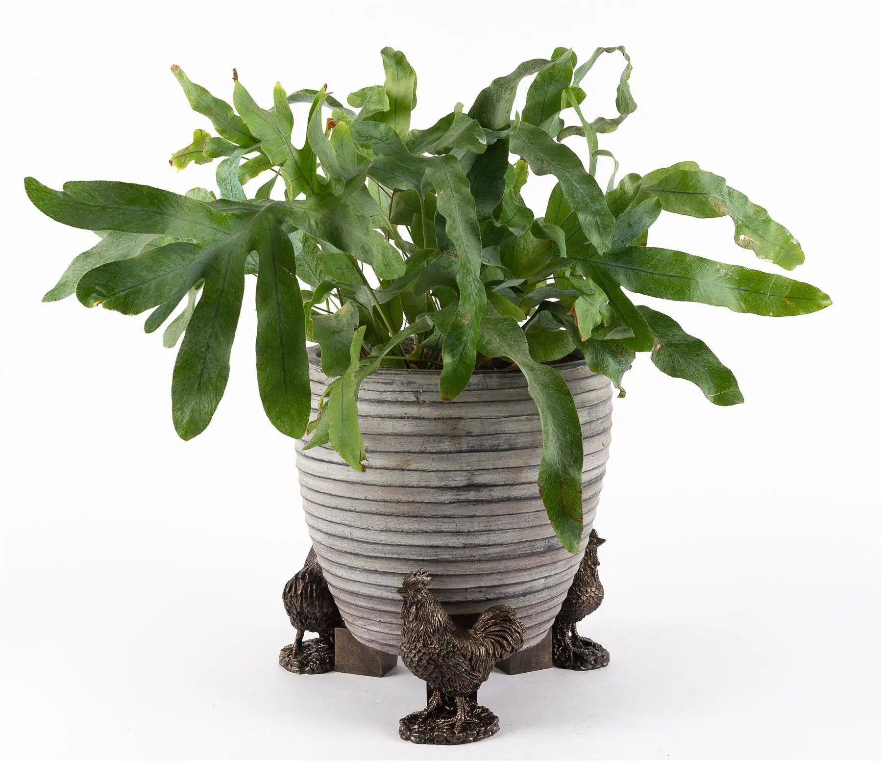 Chicken Plant Pot Feet