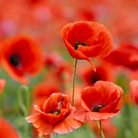 Field Poppy Wildflower Seeds