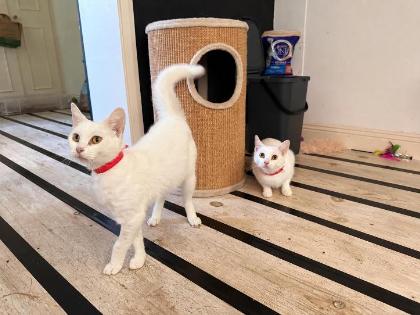 Two white cats in their foster room.
