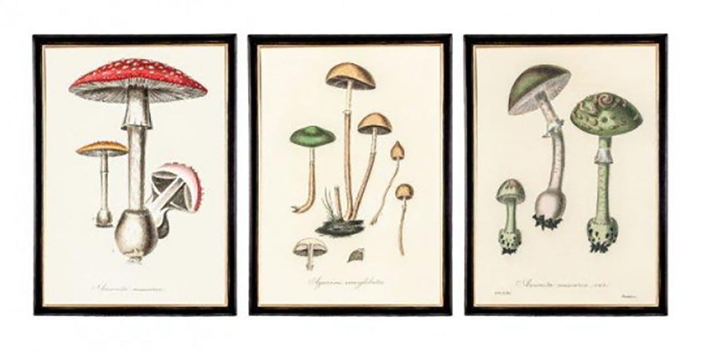 Beautiful Framed Mushroom Prints - Set of Three