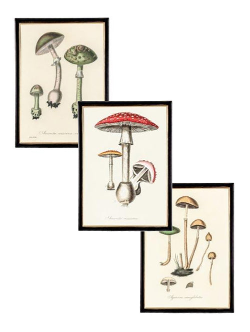 Beautiful Framed Mushroom Prints - Set of Three
